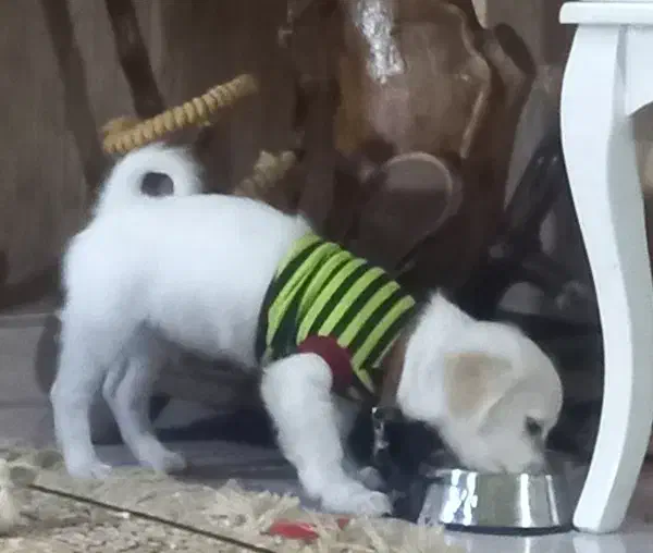 اشپیتز قیمت 5فوری|سگ|کهریزک, |دیوار