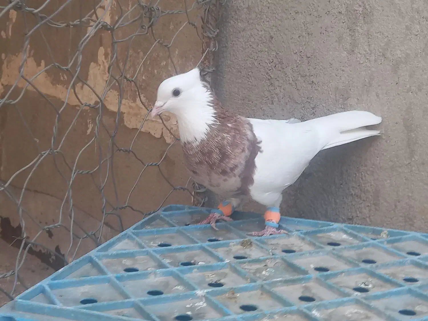 طوقی هفت رنگ|پرنده|سبزوار, دانشگاه آزاد|دیوار