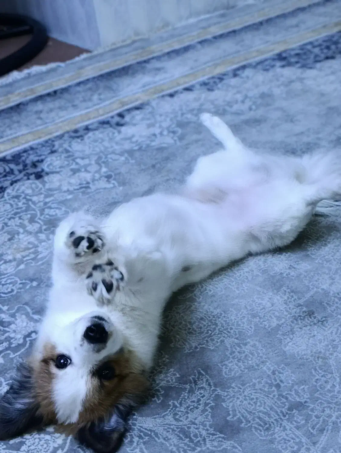 سگ نر|سگ|بیرجند, |دیوار