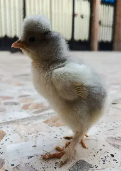 جوجه گلین و برهما دورگه|حیوانات مزرعه|قم, حنیف نژاد|دیوار