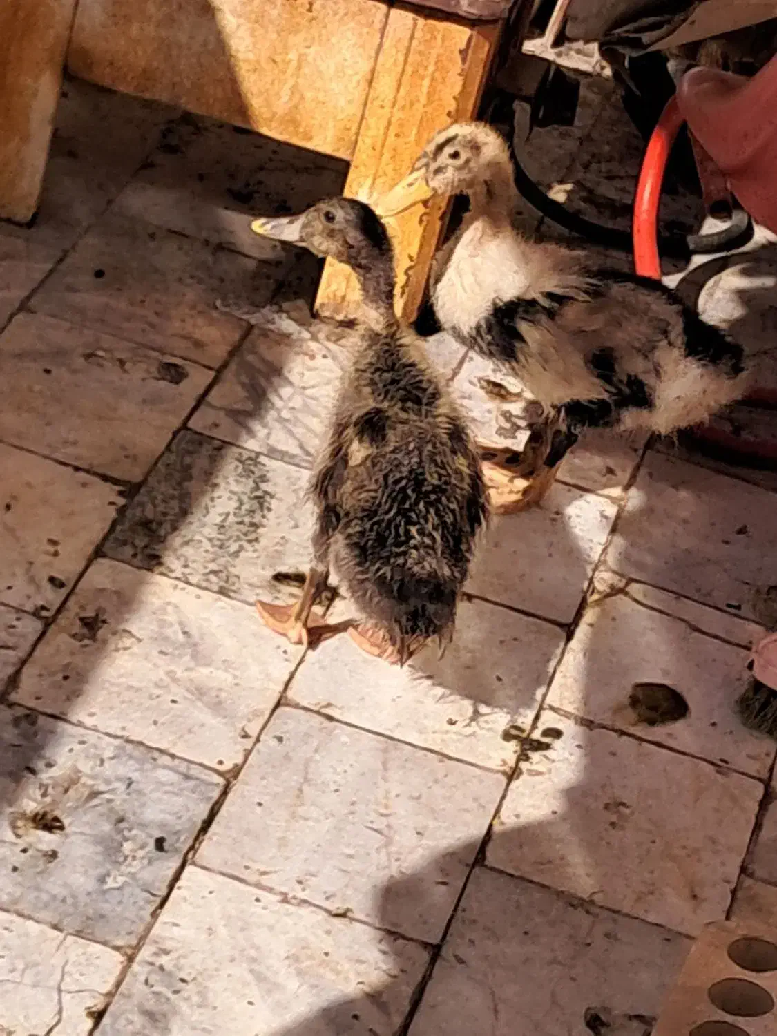 فروش فوری یه جفت جوجه اردک بازیگوش|حیوانات مزرعه|یزد, |دیوار