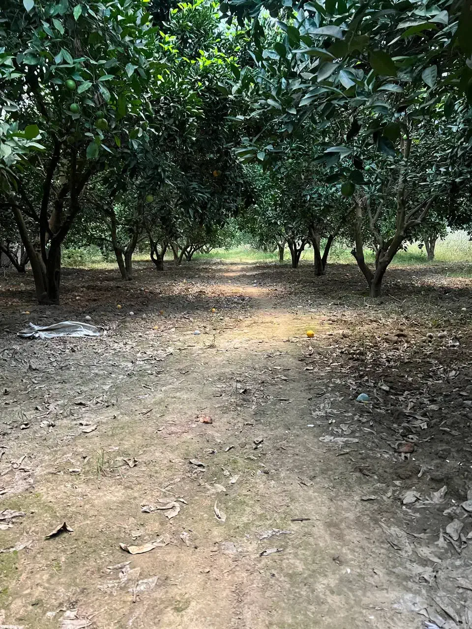 ۲۴۵۰ متر باغ مرکبات مرتب ۱۰۰ متری آسفالت|فروش زمین و ملک کلنگی|کیاکلا, |دیوار