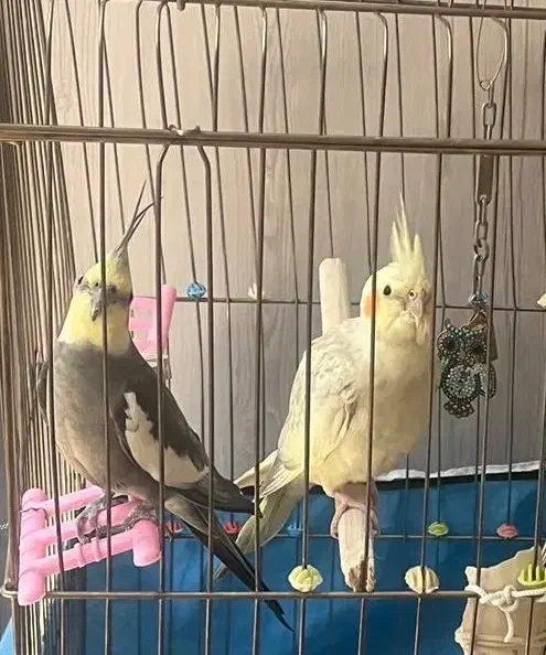 عروس هلندی|پرنده|فردیس, شهرک وحدت|دیوار