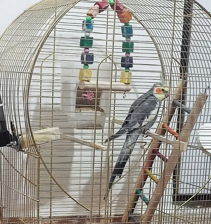 گمشده، مژدگانی میدم|حیوانات|آبادان, |دیوار