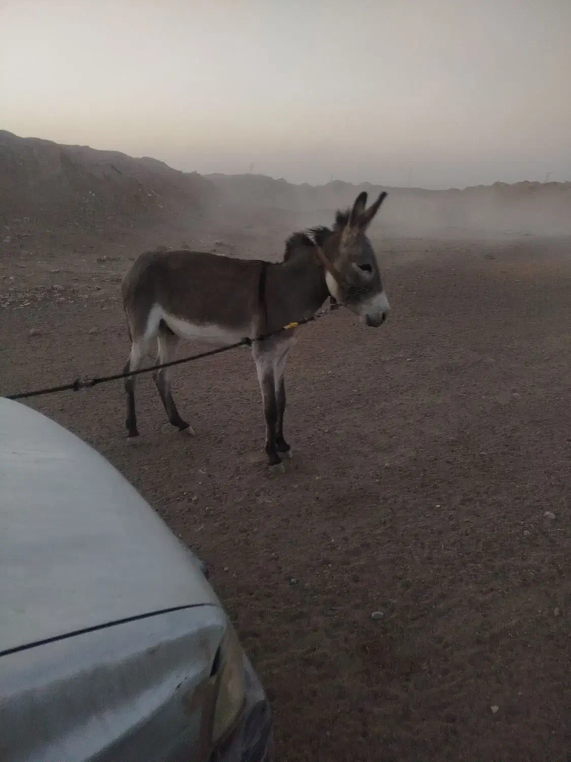 خر نر|حیوانات مزرعه|آران و بیدگل, |دیوار