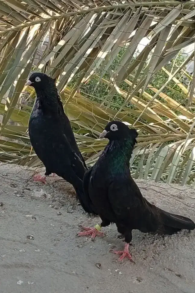 کبوتر طوقی درجه یک|پرنده|فردیس, شهرک ناز|دیوار