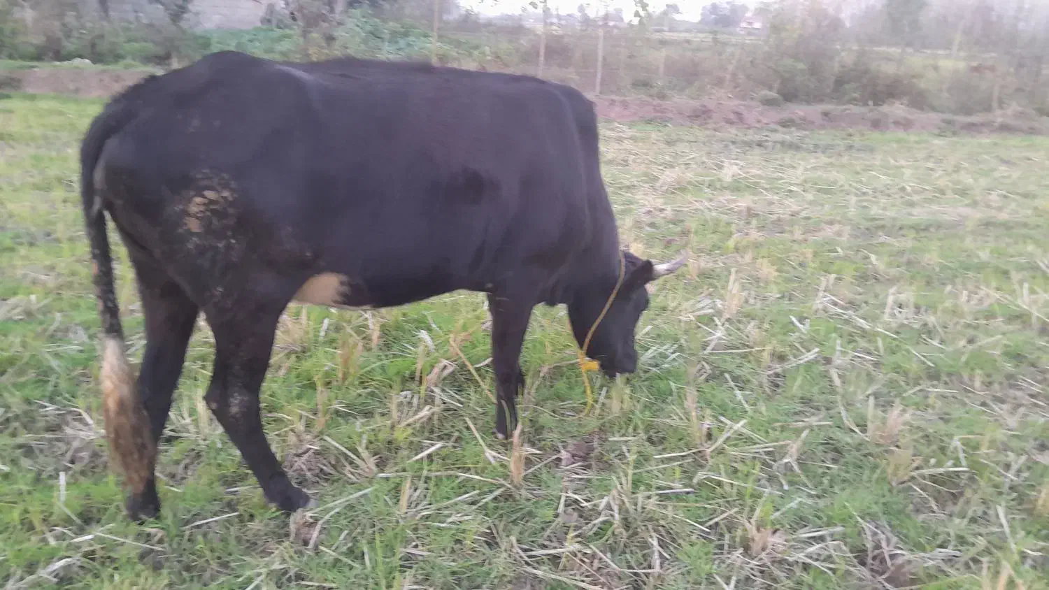 گاو چالوسی|حیوانات مزرعه|سنگر, |دیوار