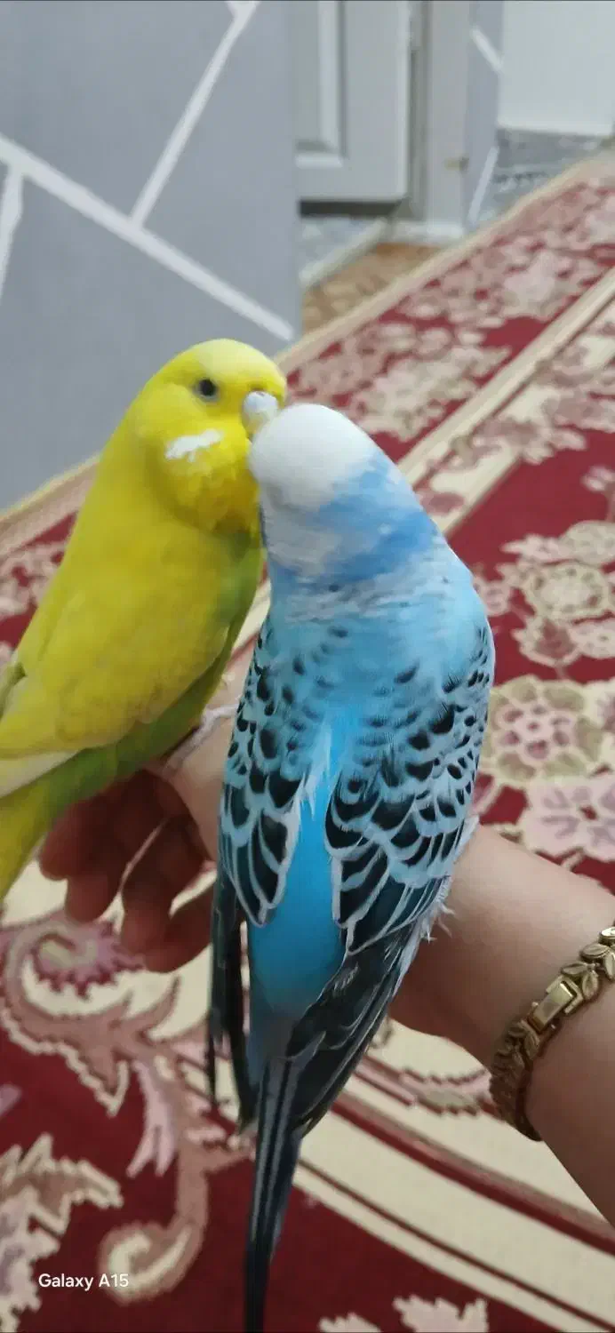 مرغ عشق انگلیسی|پرنده|قدس, شهرقدس|دیوار