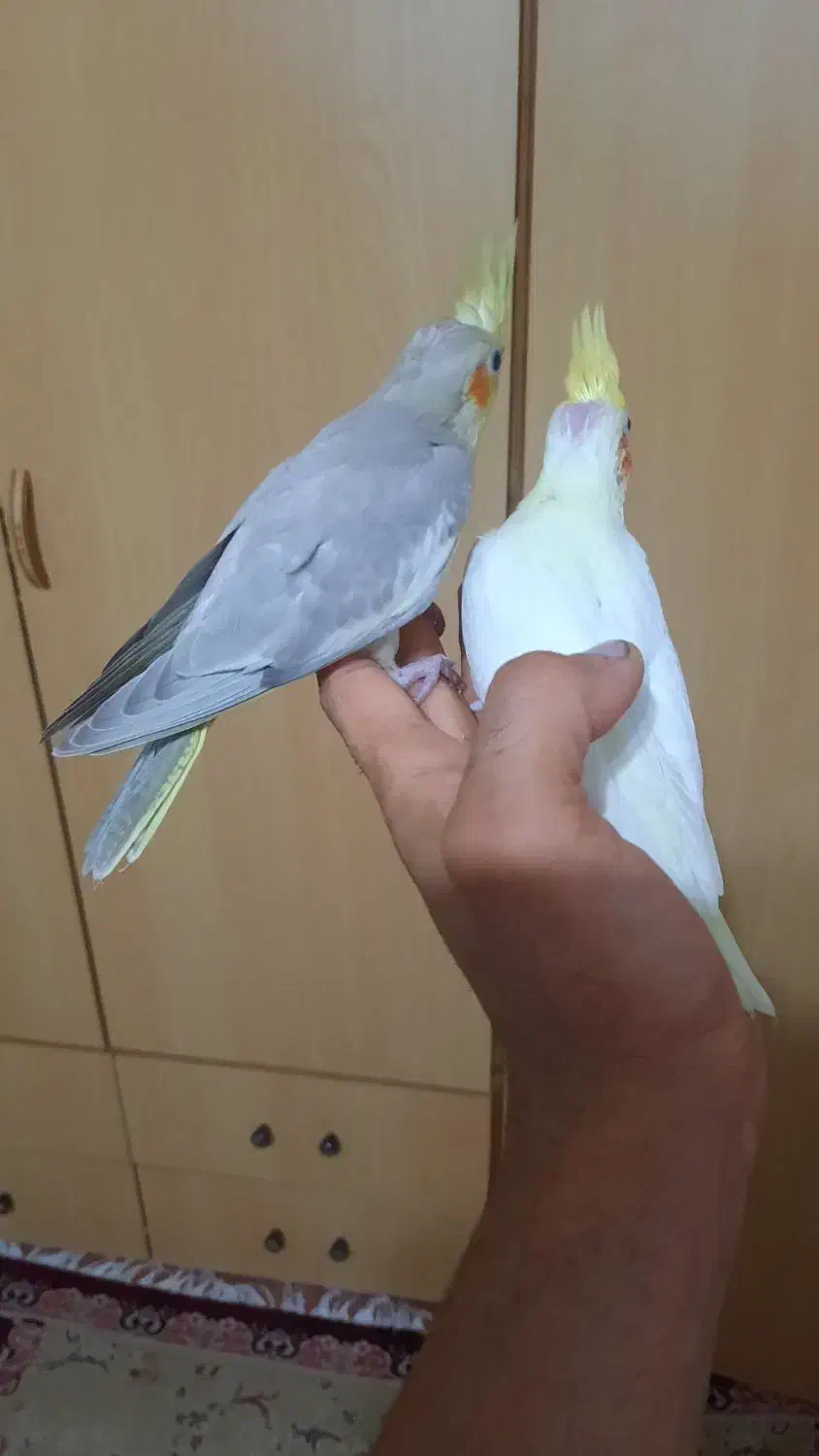 جوجه عروس ،بالغ|پرنده|رشت, نیروی دریایی|دیوار