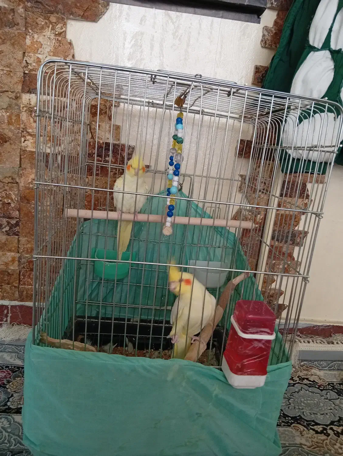 پرنده|پرنده|تهران, مظاهری|دیوار