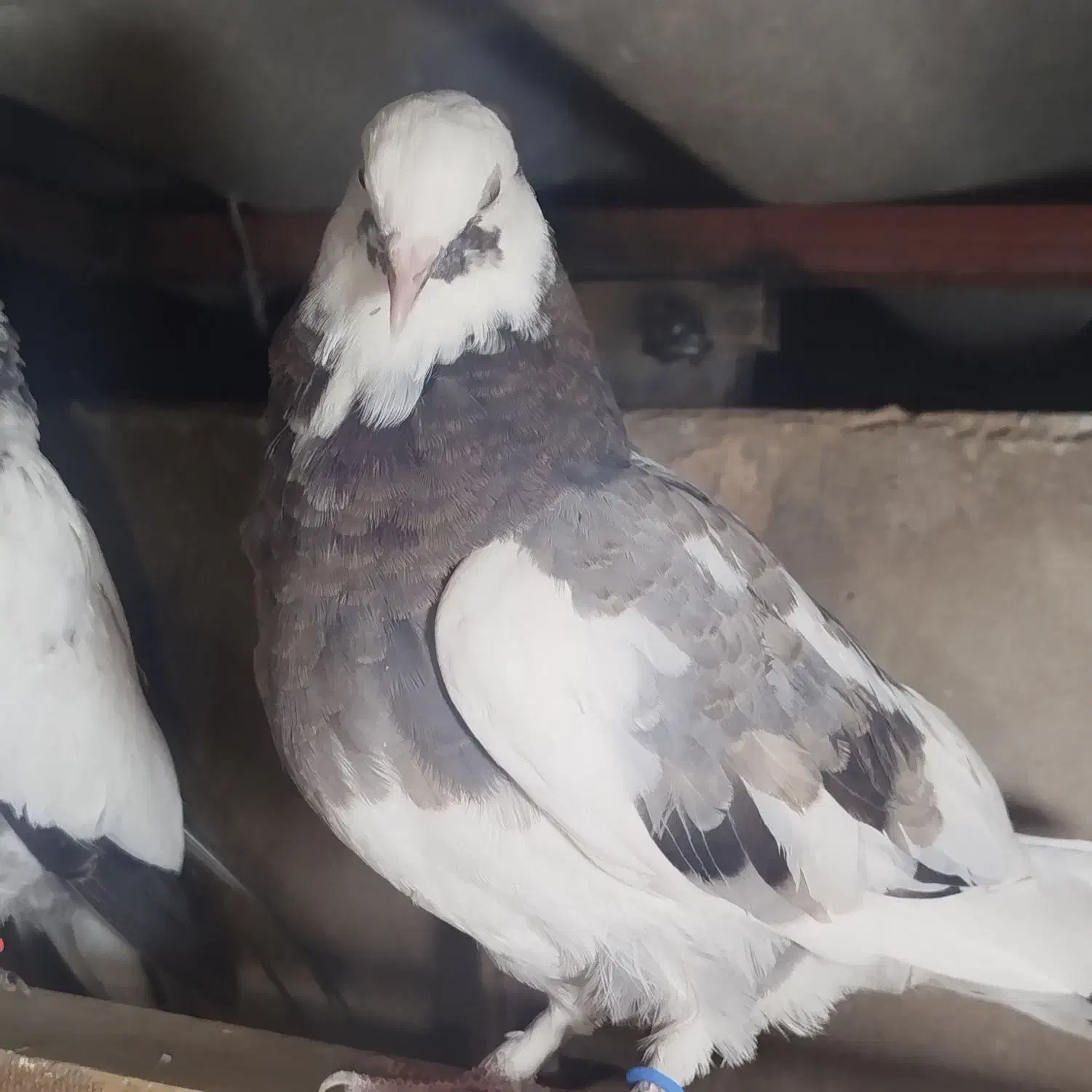 کفتر|حیوانات|اصفهان, سودان|دیوار