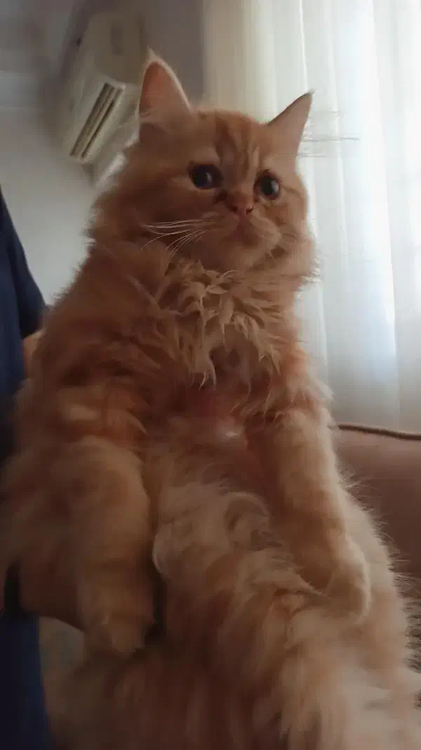 فروش گربه|گربه|گنبد کاووس, |دیوار