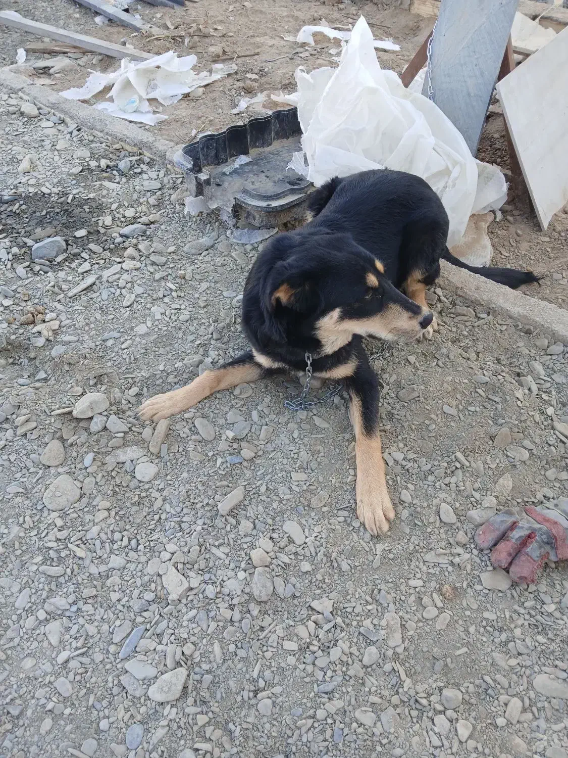 سگ‌گرگی|سگ|شاندیز, |دیوار