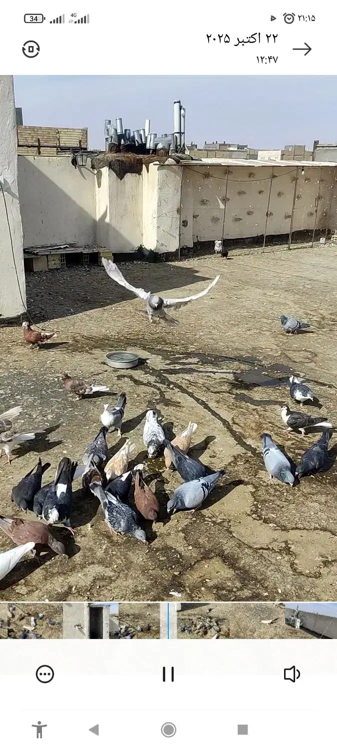 کفتر بوم|پرنده|رضویه, |دیوار