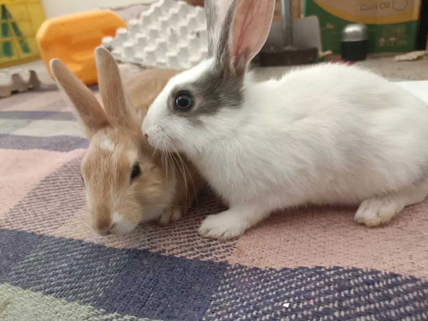 خرگوش|موش و خرگوش|ایوان, |دیوار