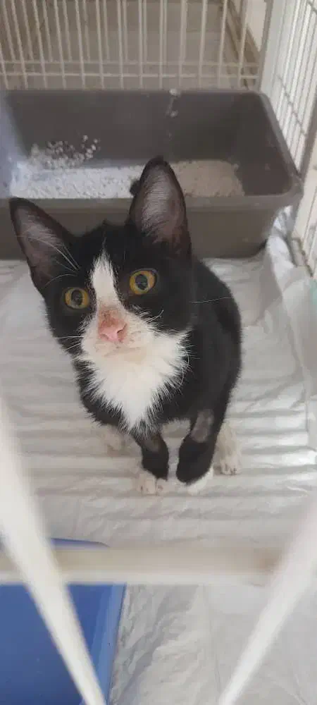 واگذاری رایگان بچه گربه فوق العاده بامزست و کوچک|گربه|ساری, |دیوار