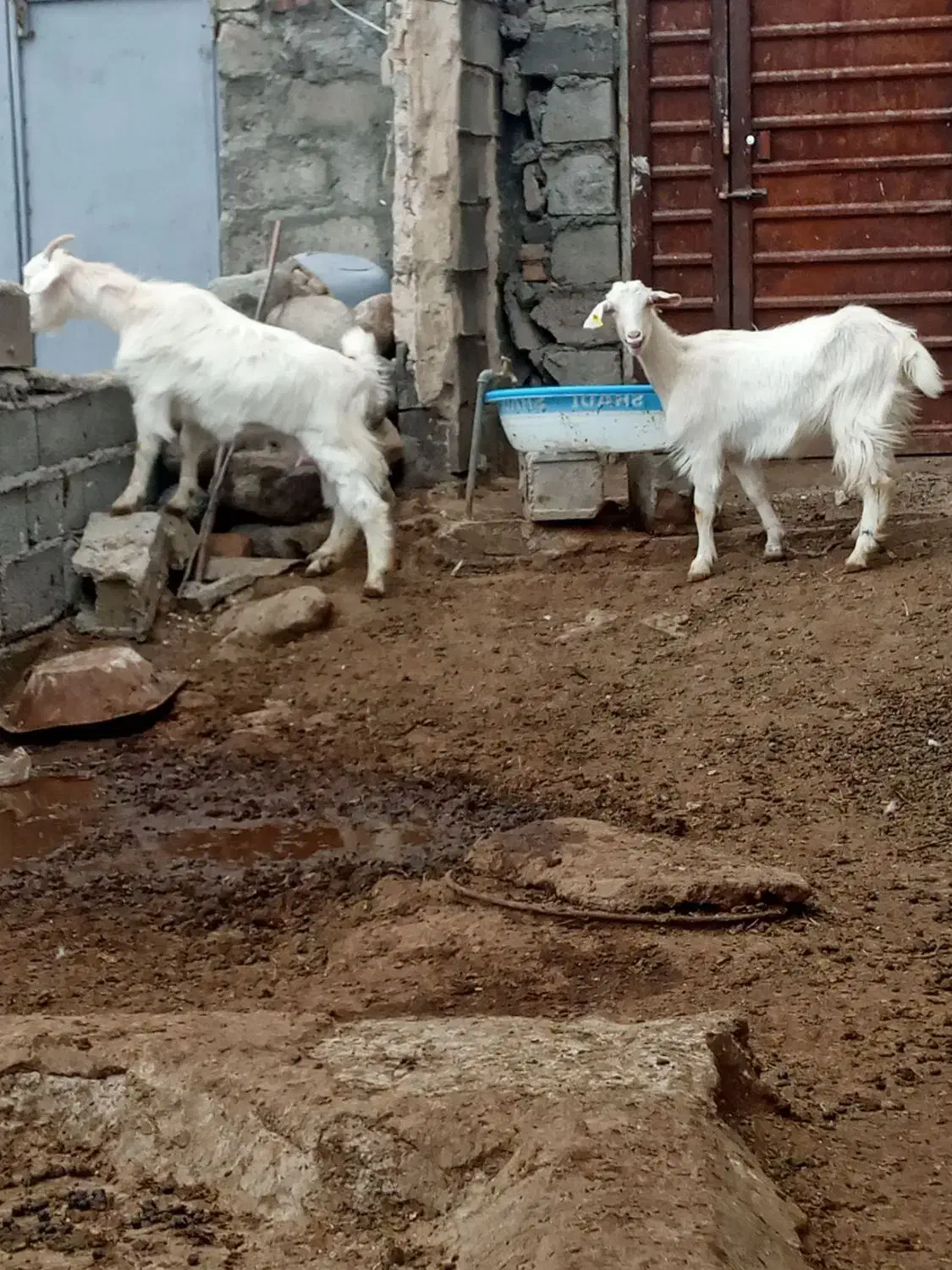 بزسانن|حیوانات مزرعه|مشگین شهر, |دیوار