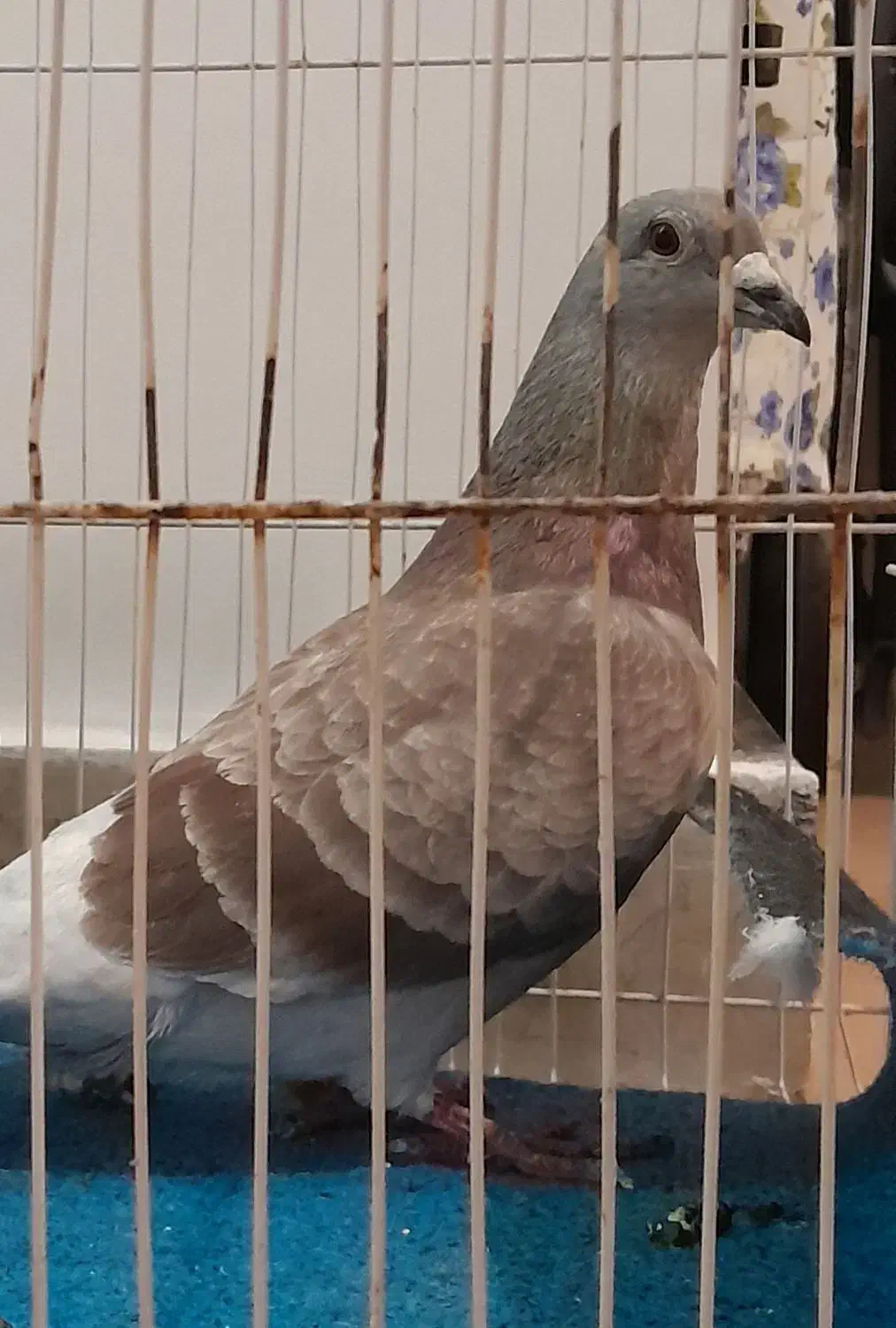 کبوتر گمشده|حیوانات|شیروان (خراسان), |دیوار