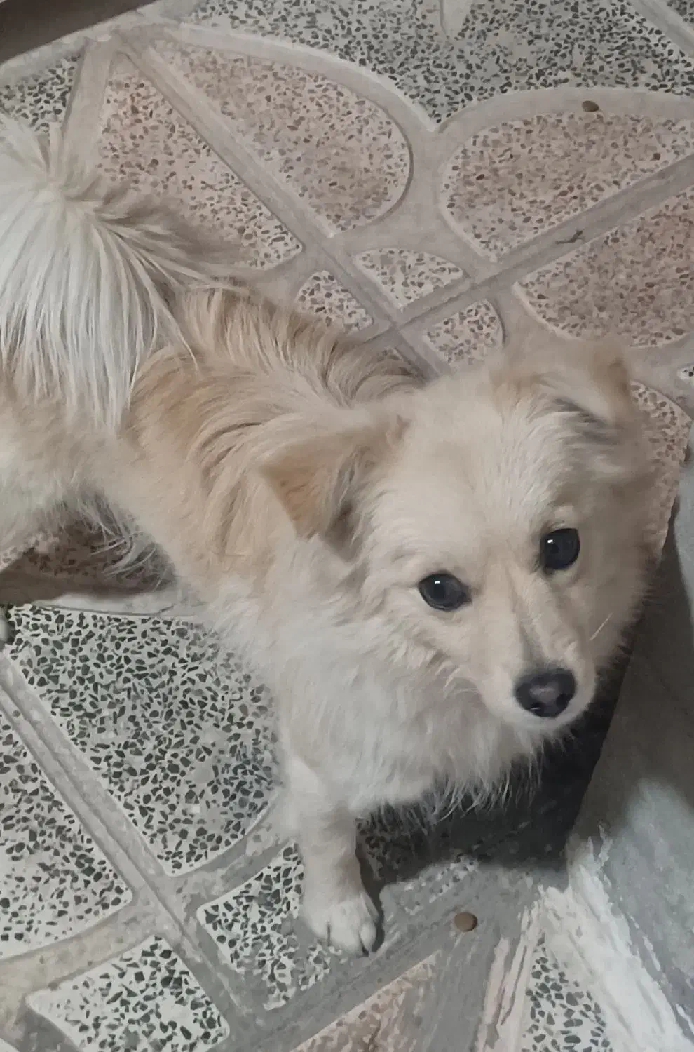 واگذاری دو عدد سگ پامر|سگ|یاسوج, |دیوار