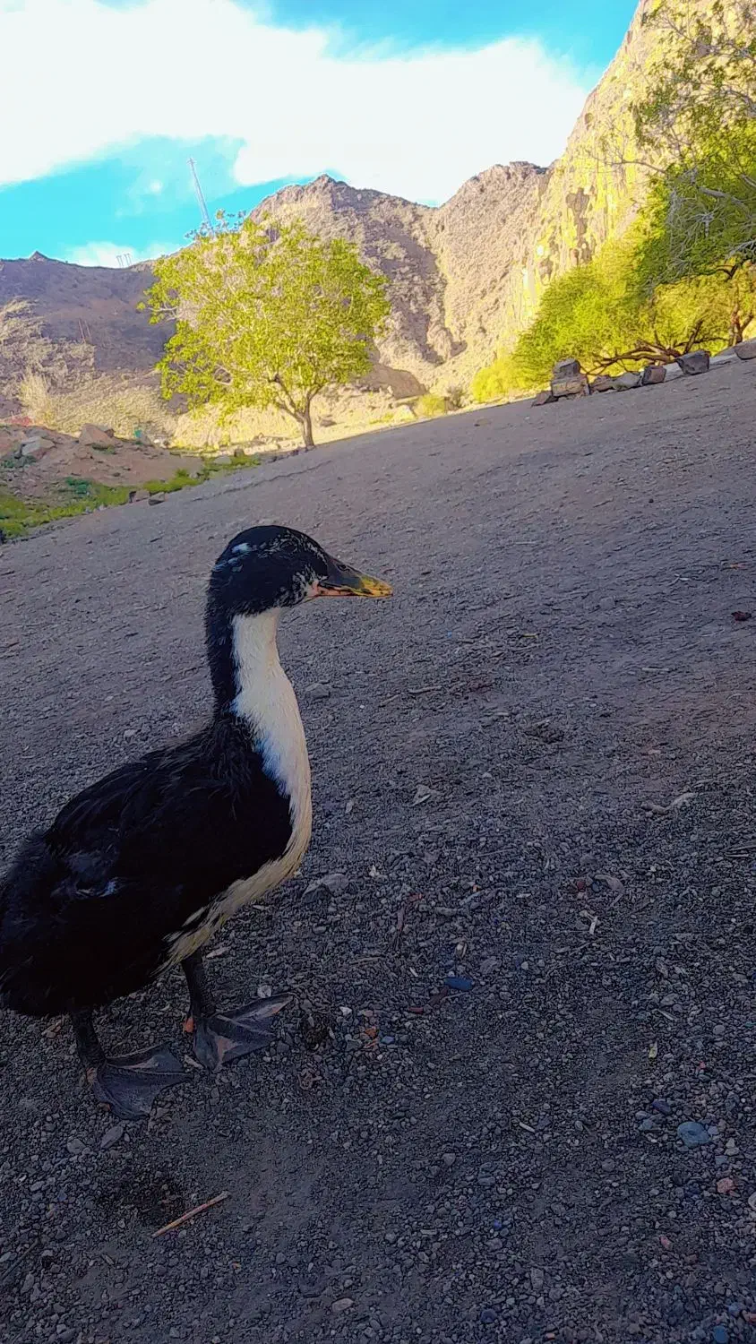 اردک|حیوانات مزرعه|کاشمر, |دیوار