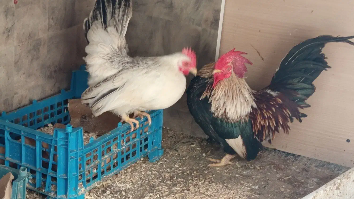 تخم مرغ جاپینز|حیوانات مزرعه|رباط‌کریم, رباط‌کریم|دیوار