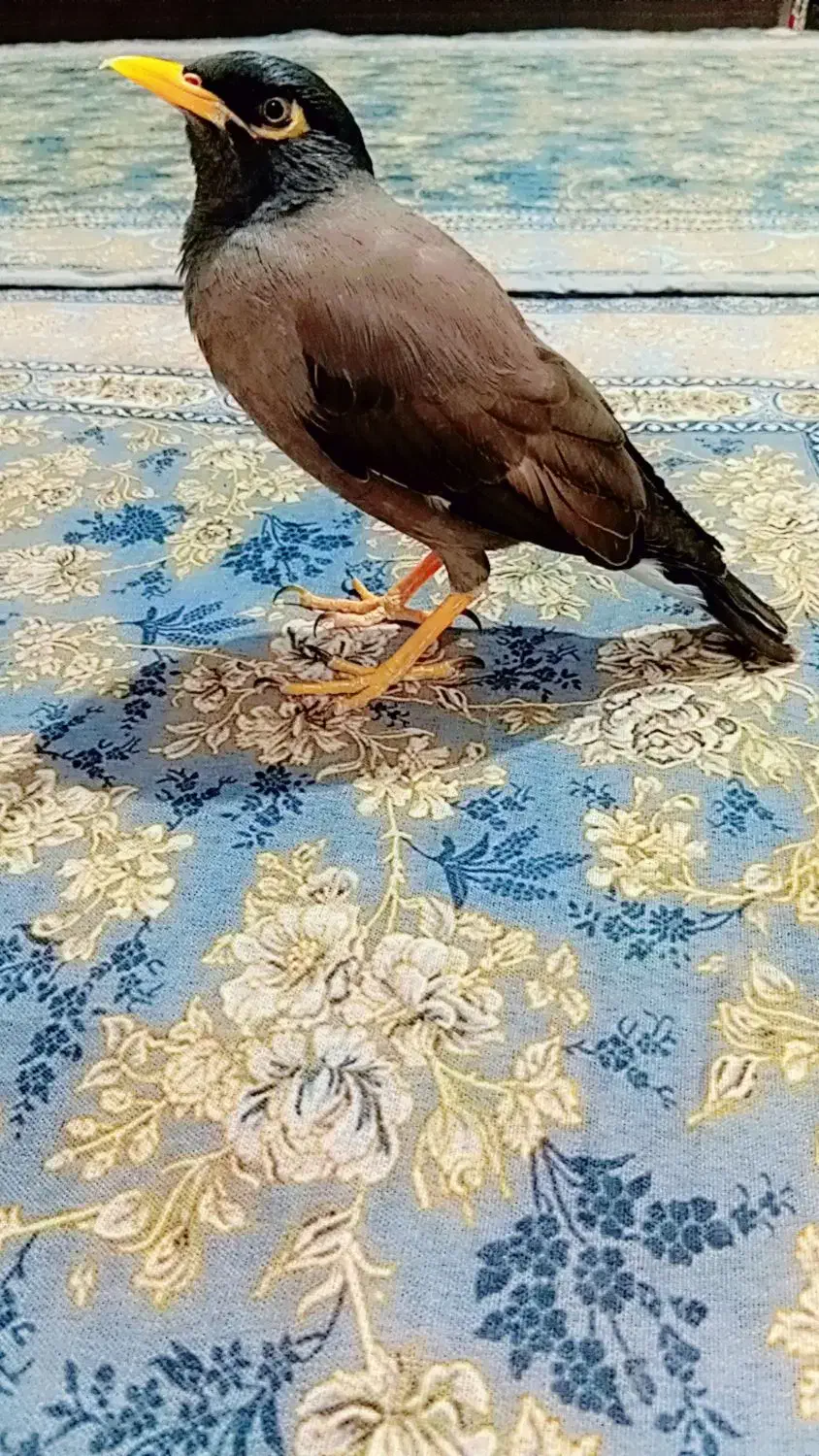 مرغ مینا|پرنده|شادگان, |دیوار