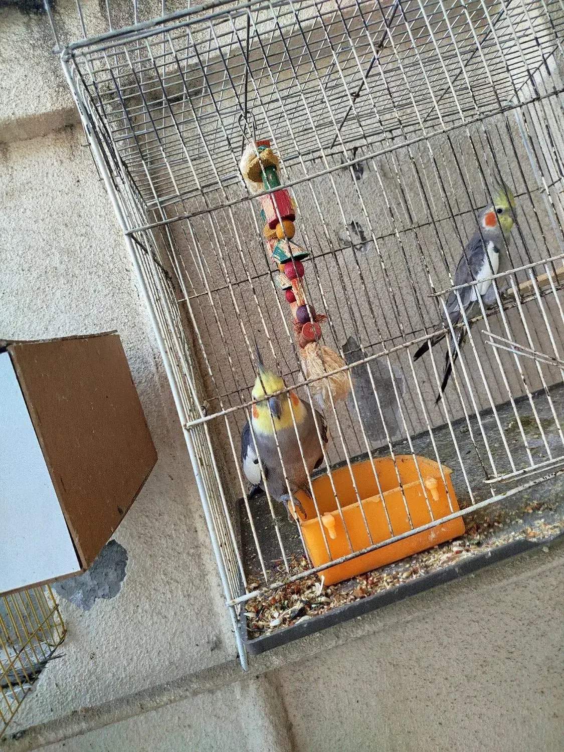 عروس هلندی بسیار سالم سر حال|پرنده|گرگان, |دیوار