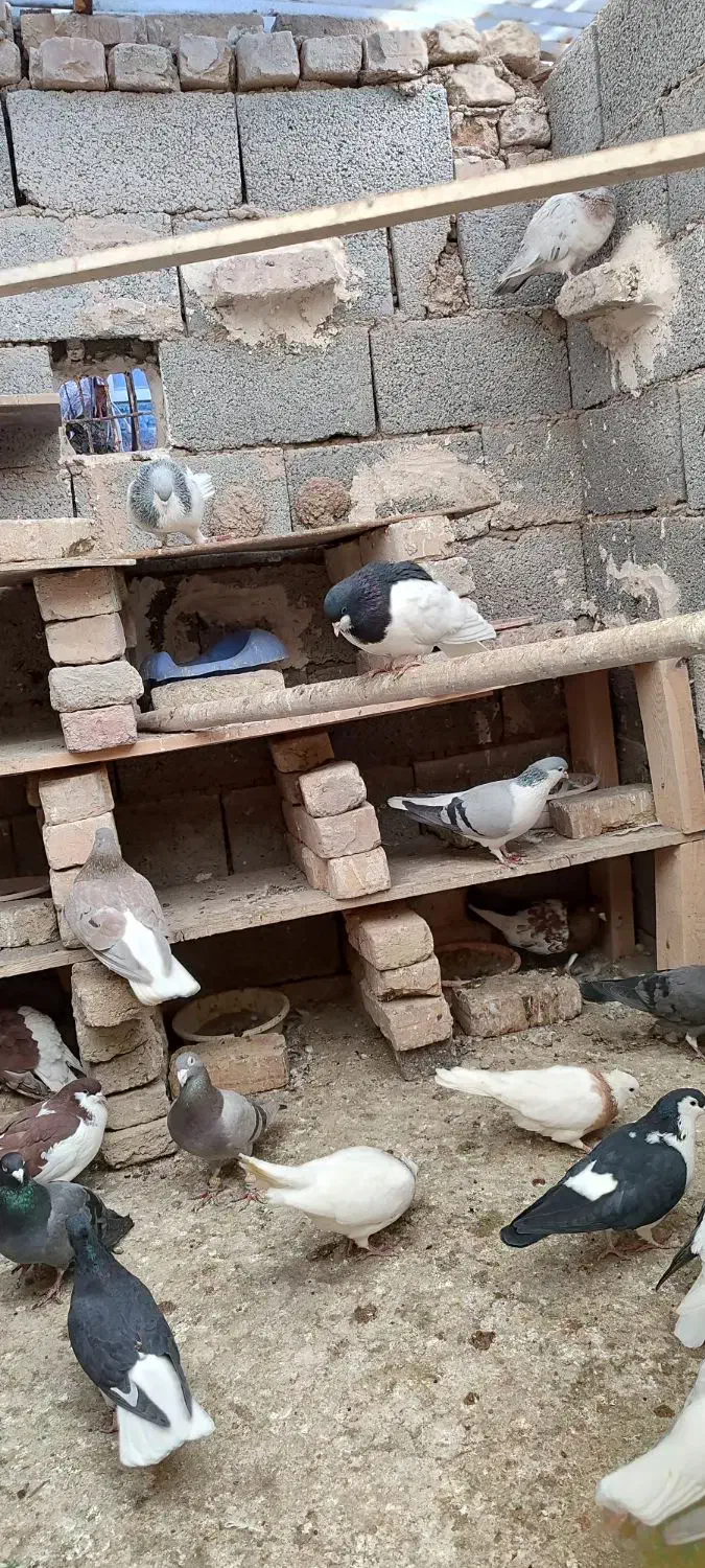 کفتر رنگی|پرنده|محمدیه-قزوین, |دیوار