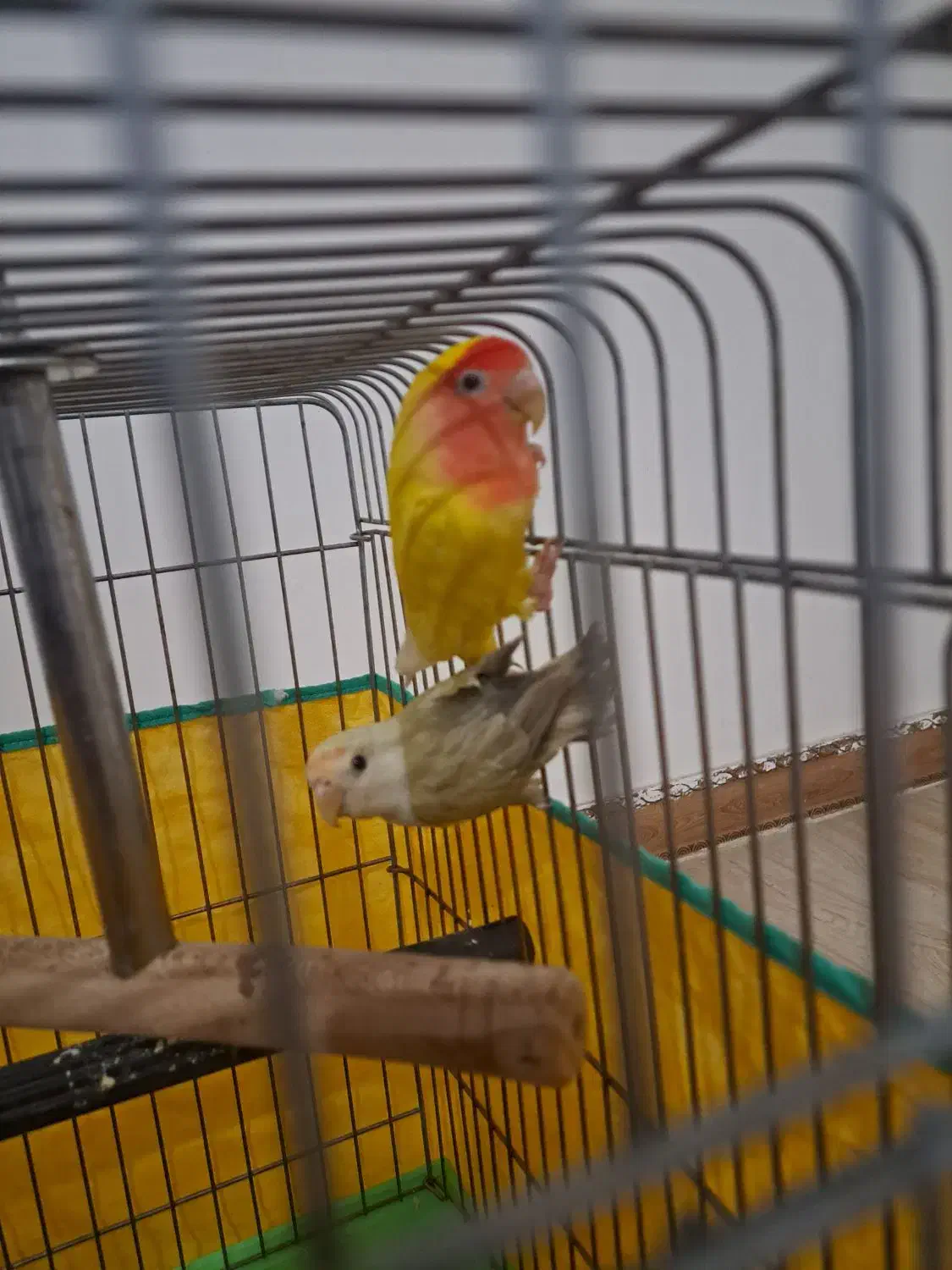 طوطی برزیلی|پرنده|بهار, |دیوار