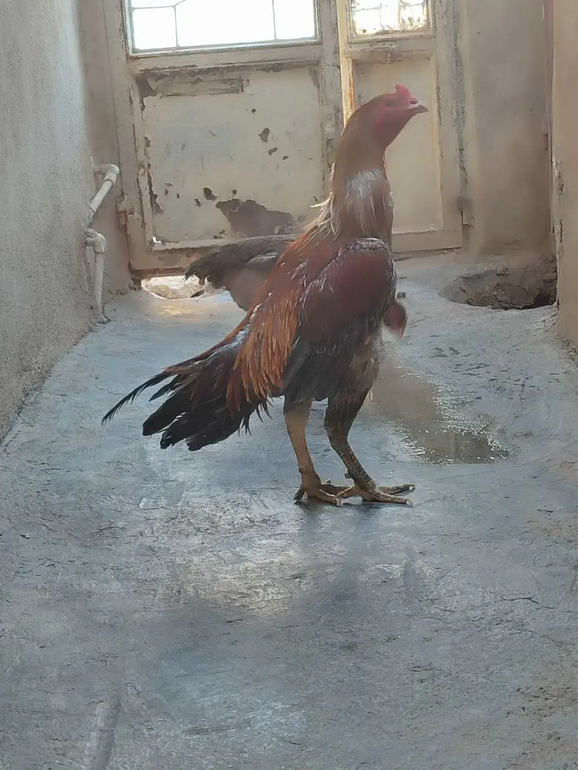 جوجه لاری 8ماهه|حیوانات مزرعه|کرمانشاه, |دیوار