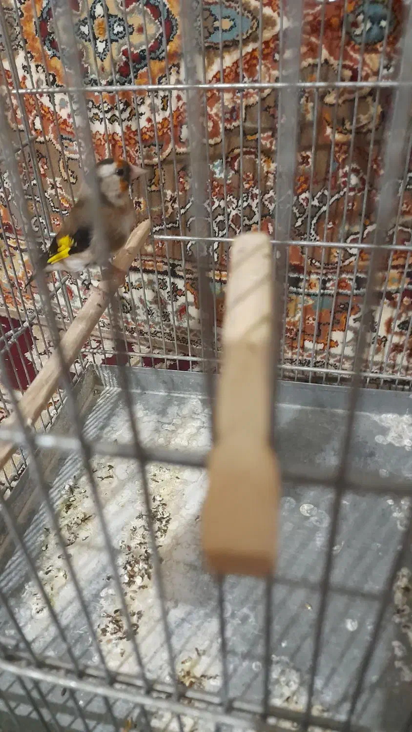 سهره ماده|پرنده|ساوه, |دیوار