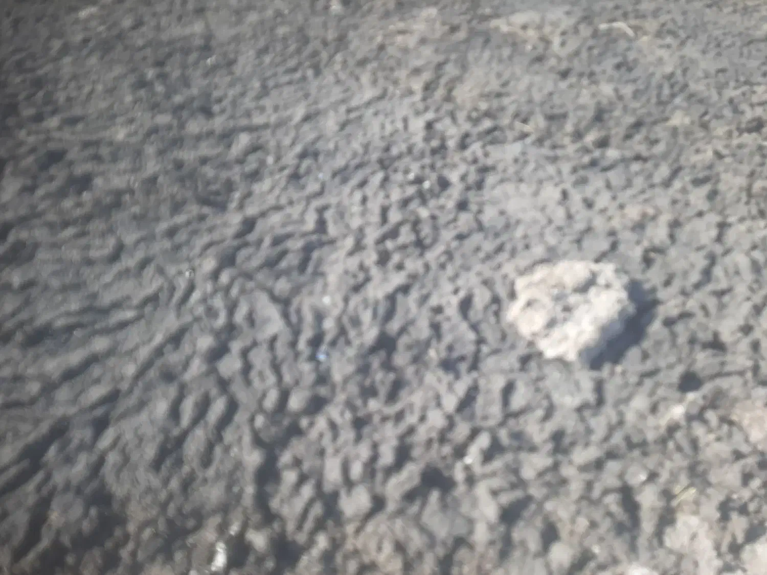 کود مرغی. تتمگذار|خدمات باغبانی و درختکاری|دورود, |دیوار