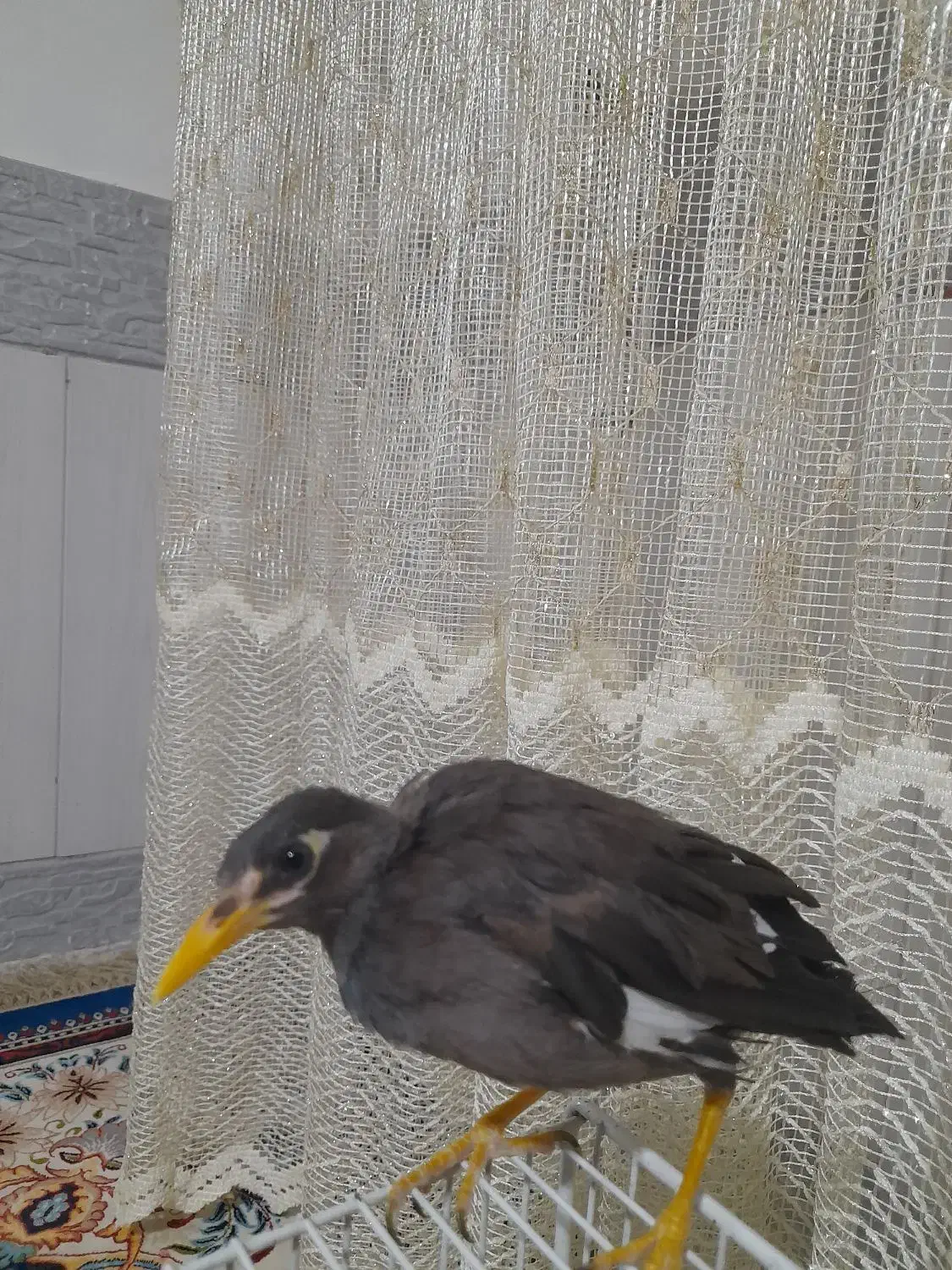 جوجه مینا دستی و رام|پرنده|تربت جام, یحیی آباد|دیوار