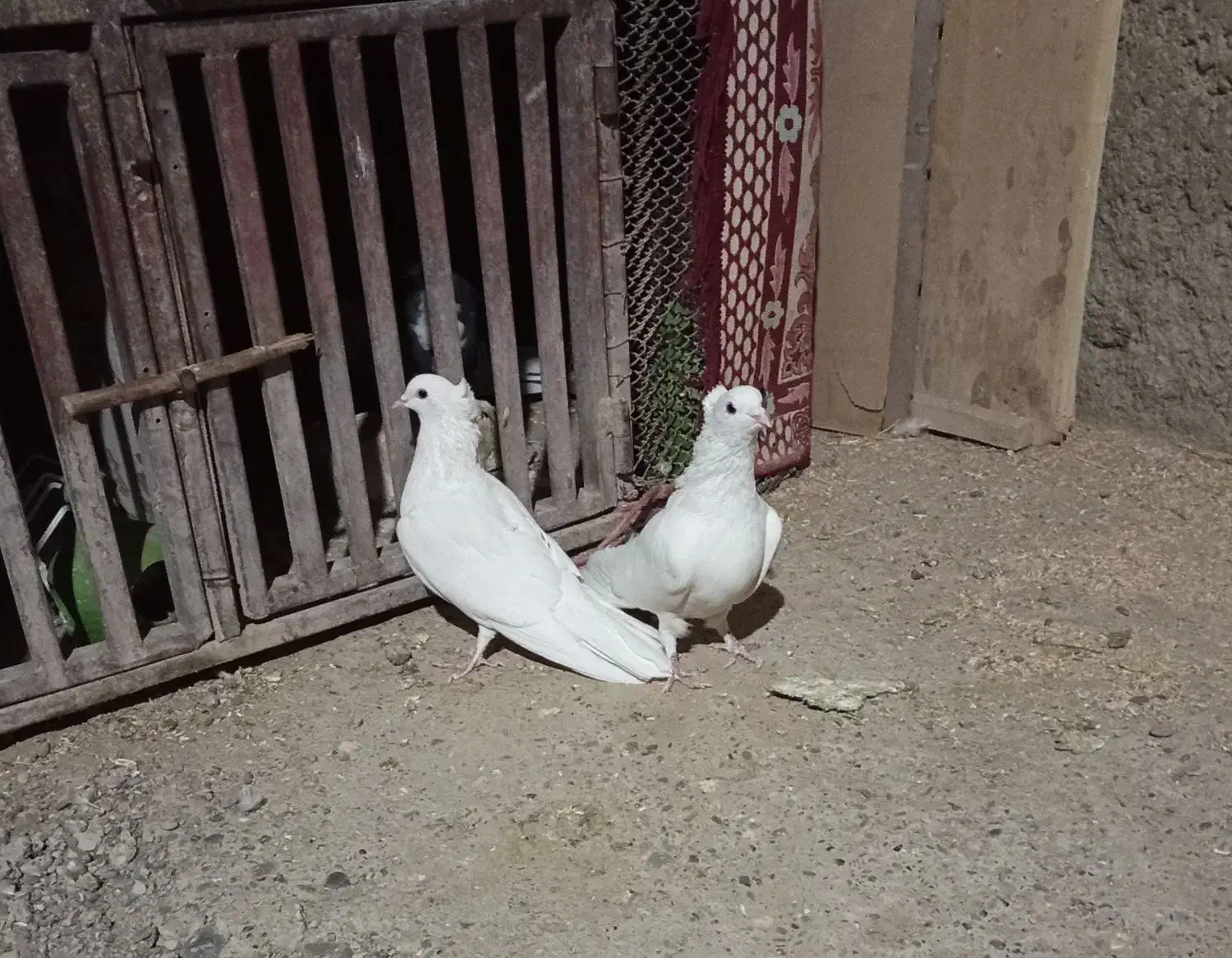 دمگیر|پرنده|اصفهان, ارداجی|دیوار