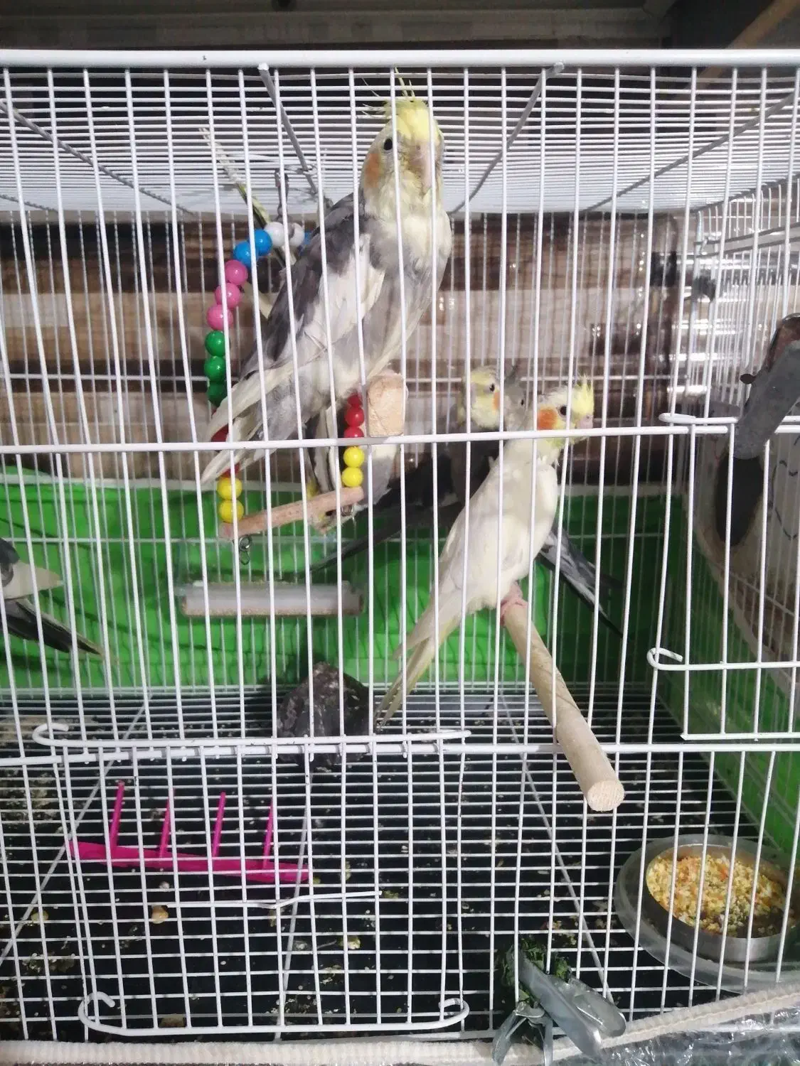 جوجه عروس هلندی تقریبا دوماهه به فروش میرسه|پرنده|سبزوار, شهرک اندیشه|دیوار