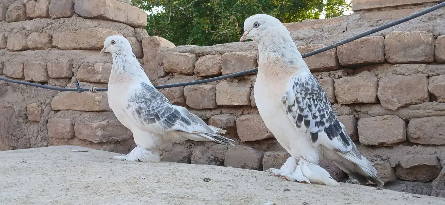 کبوتر ترکیه ای - سوسنی - سبز عربی|پرنده|یزد, |دیوار