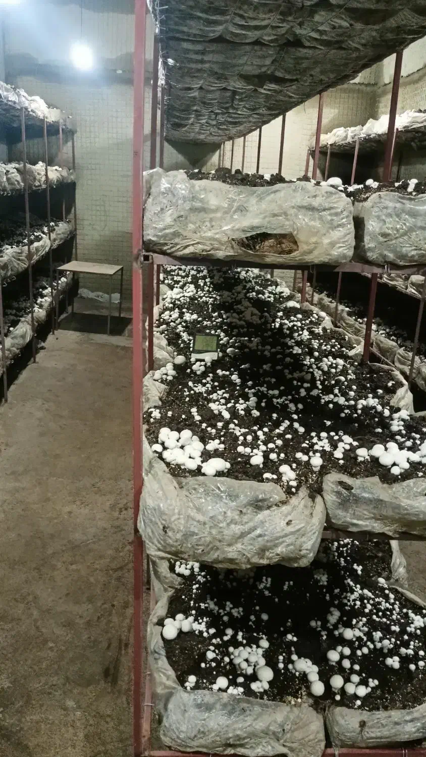 نیازمند کارگر جهت کار در کارگاه قارچ|استخدام صنعتی، فنی، مهندسی|قروه, |دیوار