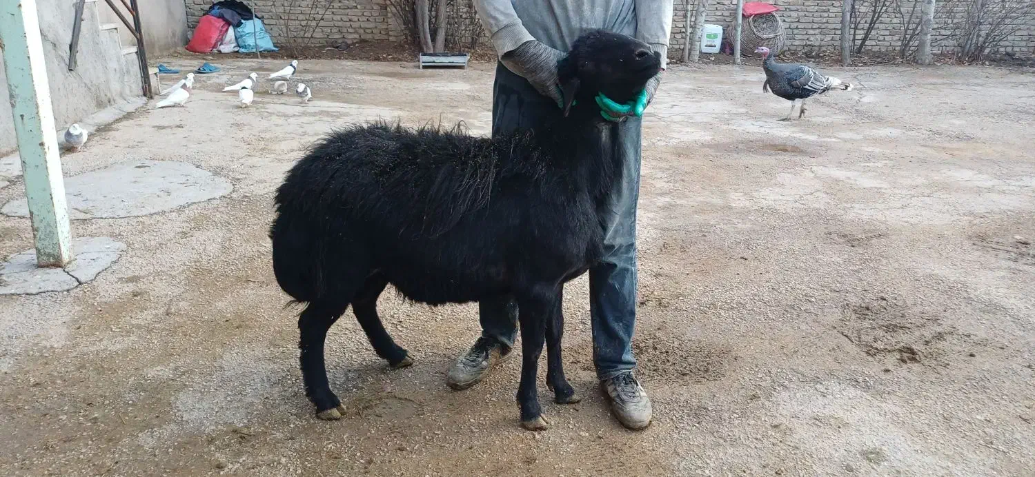 قوچ قره قزل افشار|حیوانات مزرعه|لالجین, |دیوار