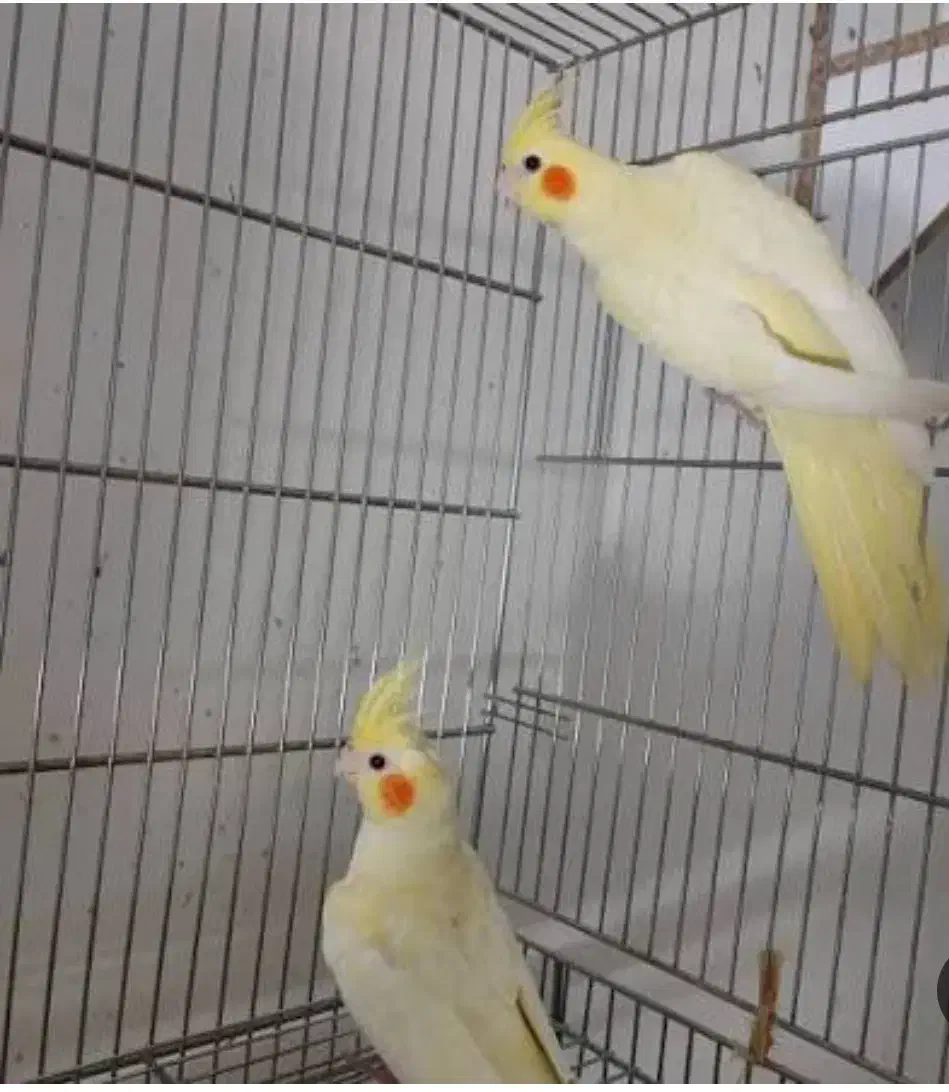 عروس هلندی لوتینو|پرنده|خرمآباد (تنکابن), |دیوار