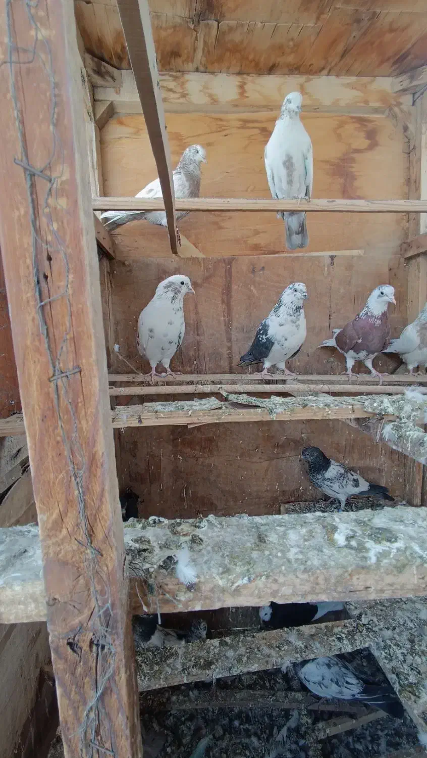 کفتر پرشی کفتر کار|پرنده|چهاردانگه (تهران), |دیوار