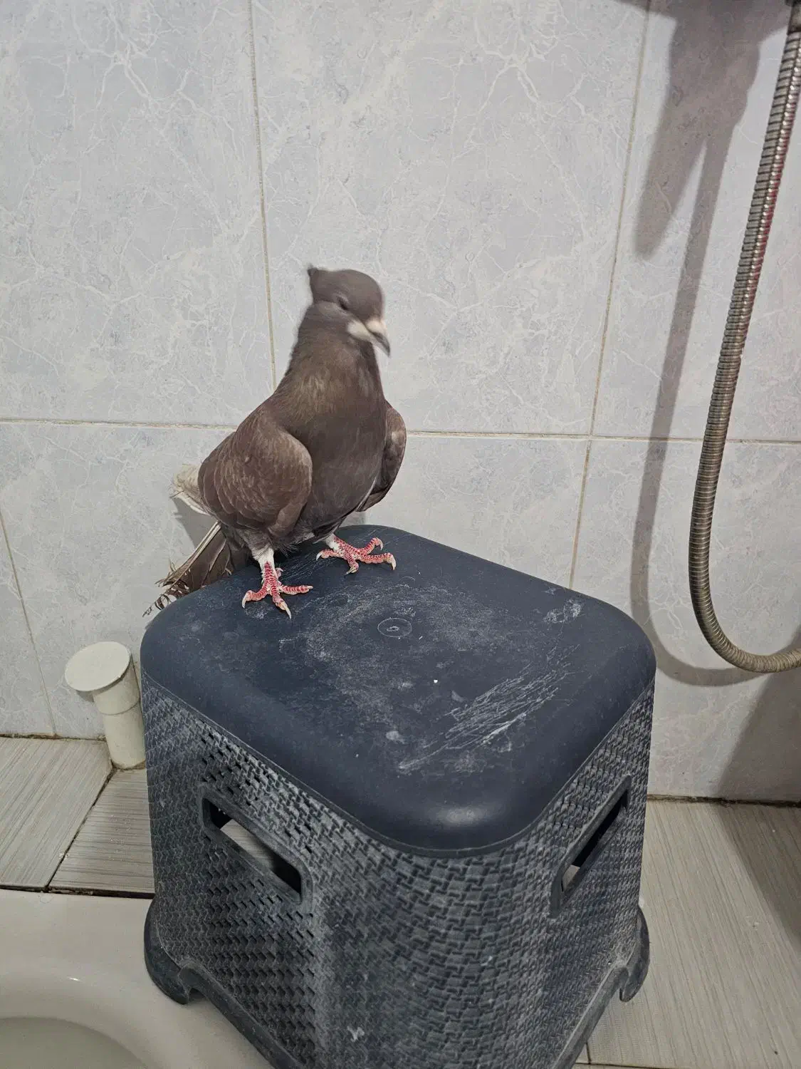 دمگیر سرخ کاکلی|پرنده|خمینی‌شهر, |دیوار