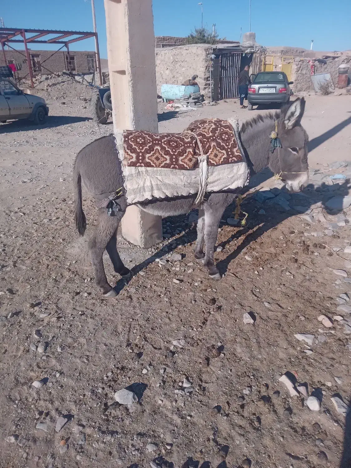 خر رمه ای|حیوانات مزرعه|درمیان, |دیوار