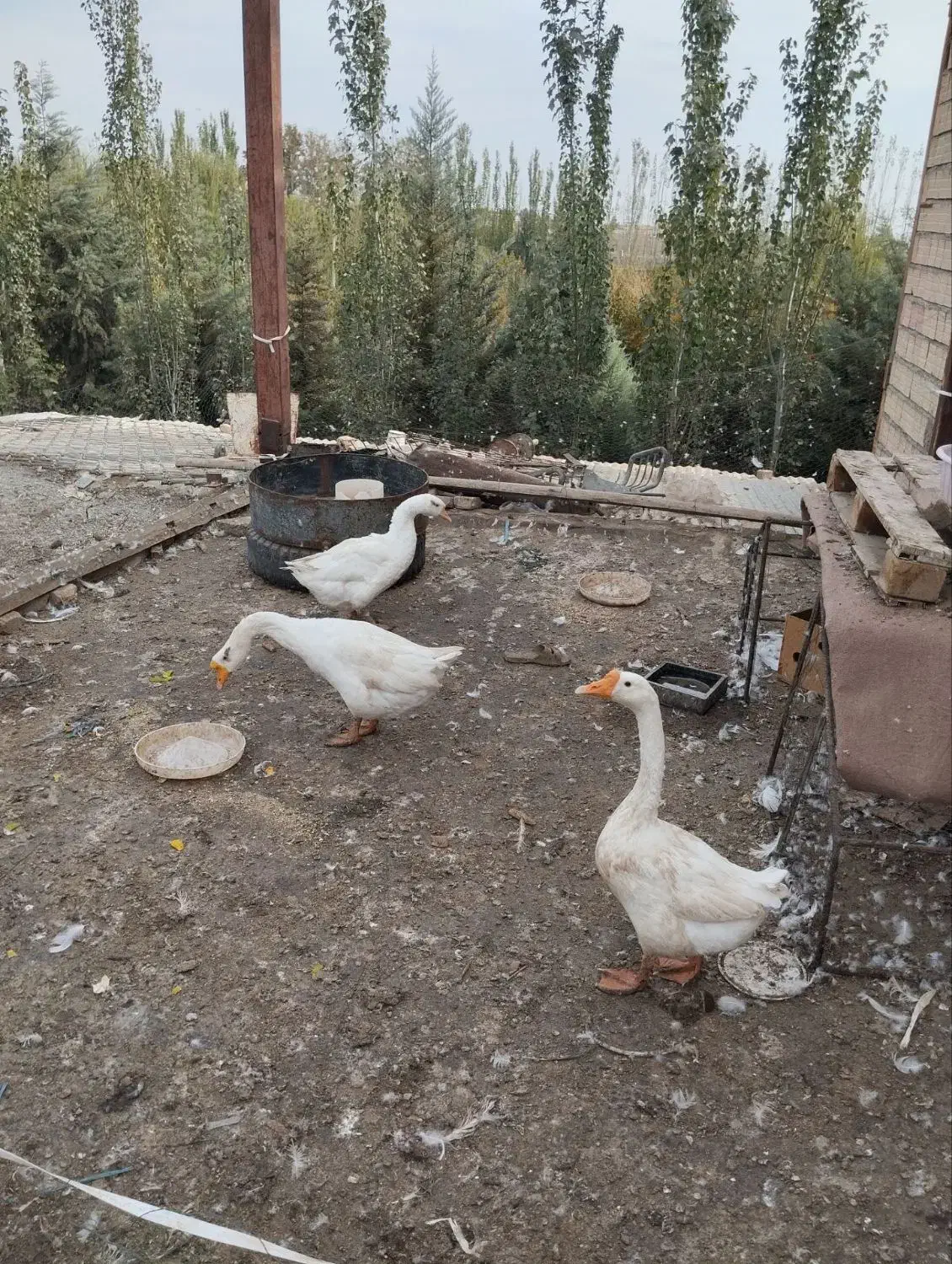 قو غاز|حیوانات مزرعه|هشتگرد, شهرک وحدت|دیوار