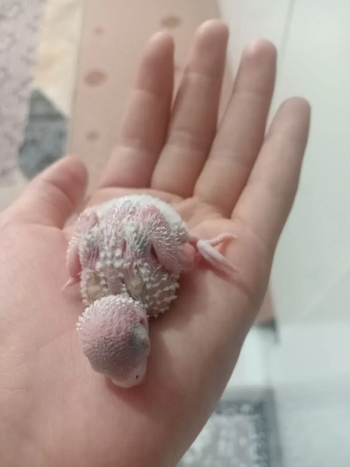 مرغ عشق با قفس|پرنده|باقرشهر, |دیوار