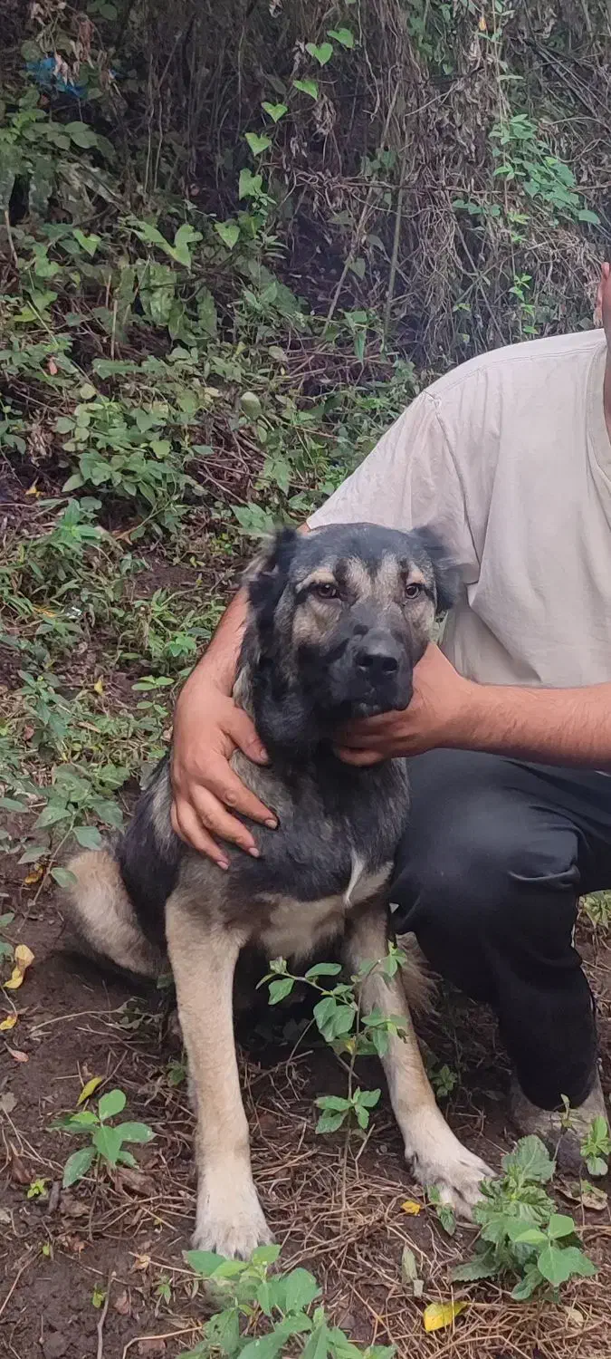 سگ سرابی ماده|سگ|املش, |دیوار