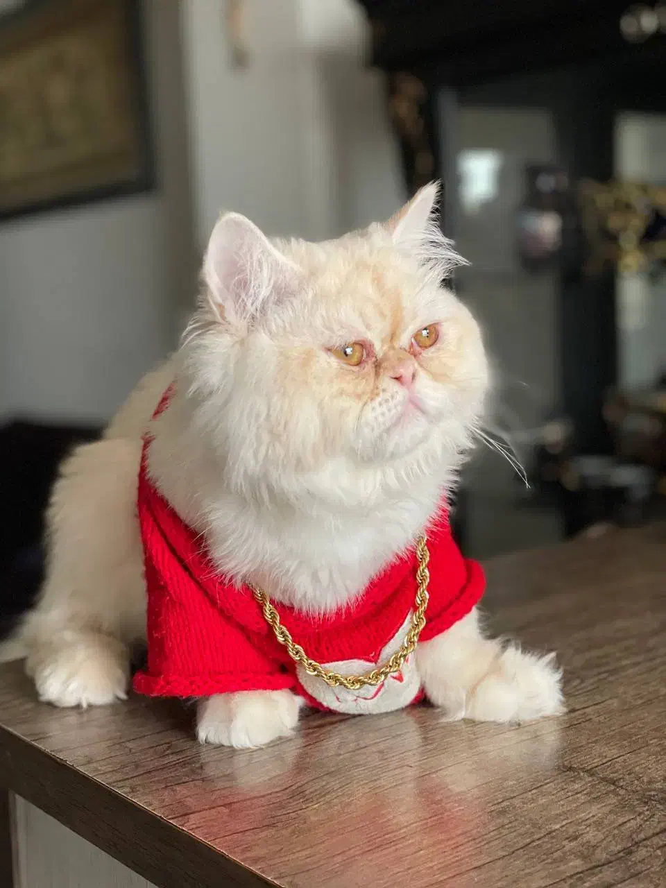 گربه پرشین نر(جفت گیری)|گربه|محمدشهر, محمدشهر|دیوار