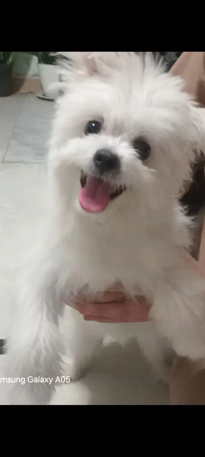 پامرین|سگ|بابل, |دیوار