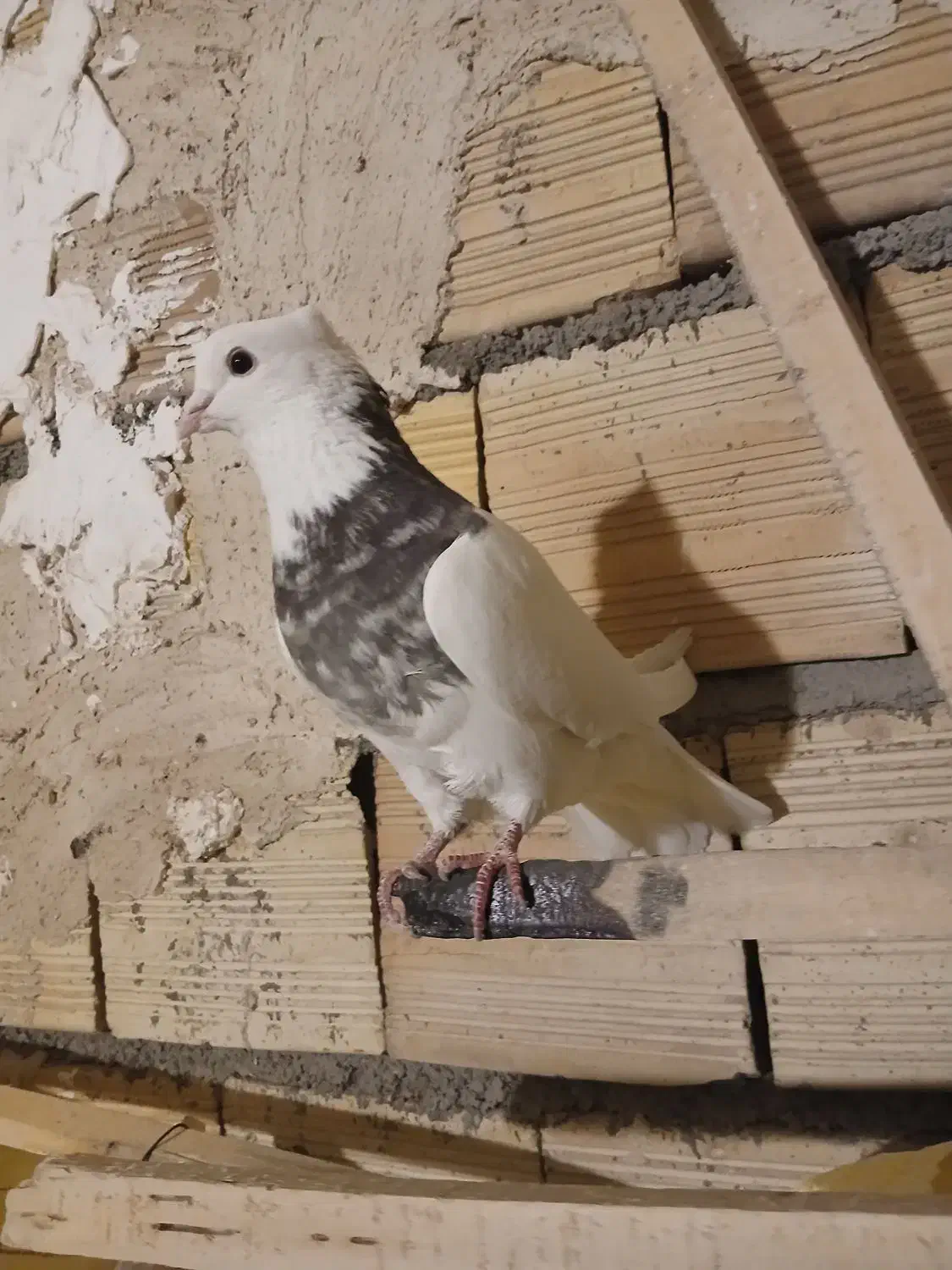 طوقی|حیوانات|میانه, |دیوار