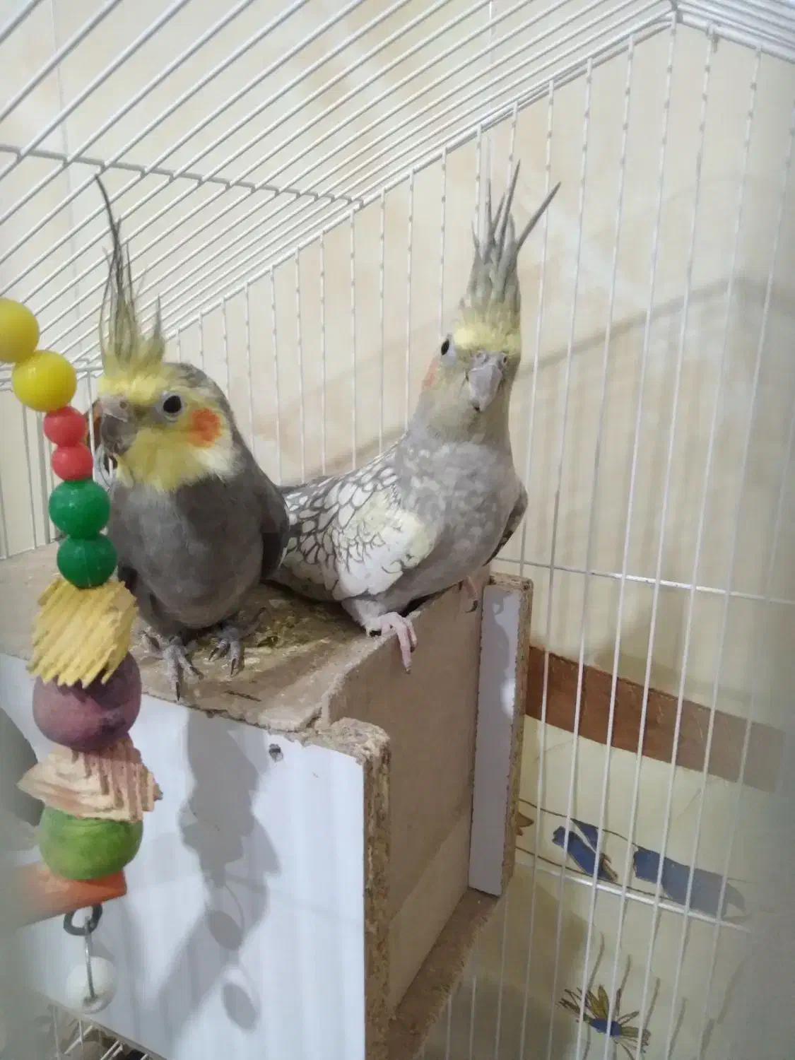 عروس هلندی|پرنده|تربت‌حیدریه, مسجد جامع|دیوار