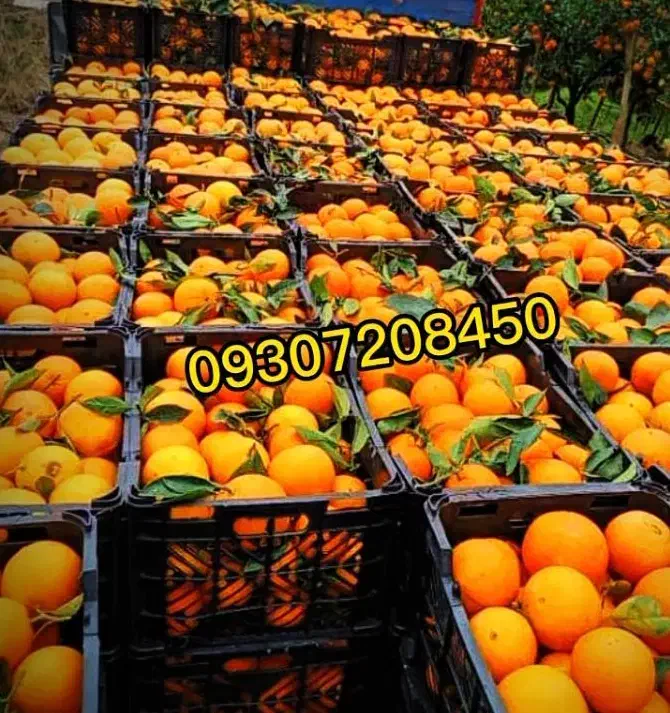 تامسون پرتقال خونی محلی|حراج|هچیرود, |دیوار